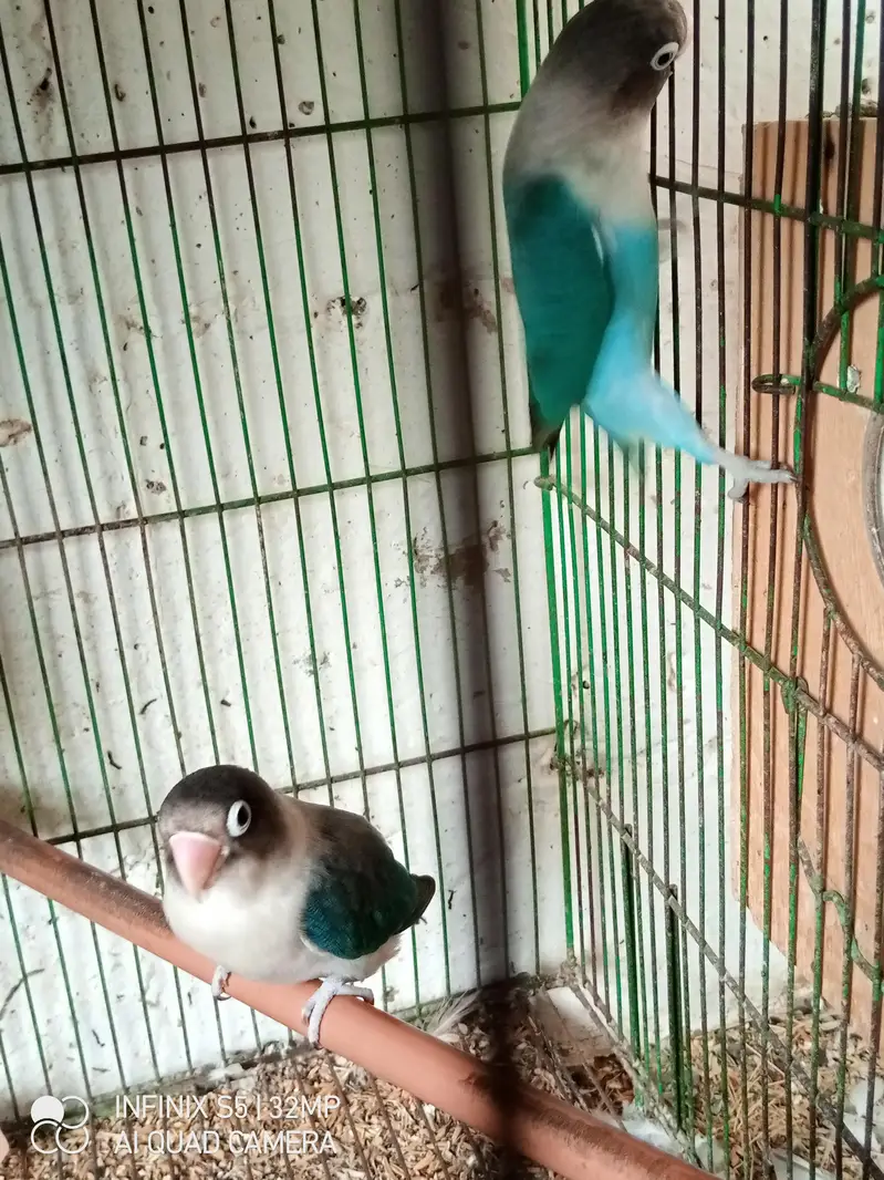 handtame cockatiel | cream & White Cocktail | Lovebirds | pigeon chick — photo 11