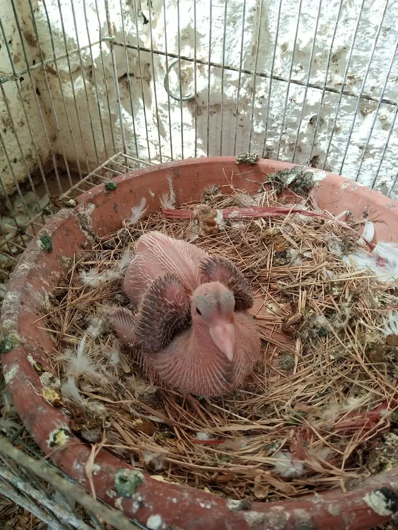 handtame cockatiel | cream & White Cocktail | Lovebirds | pigeon chick — photo 12