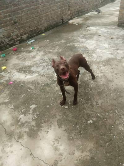 no title this home dog