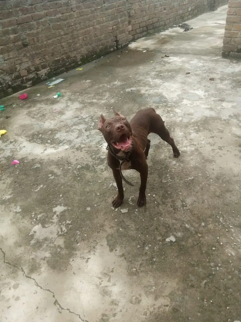 no title this home dog — photo 2