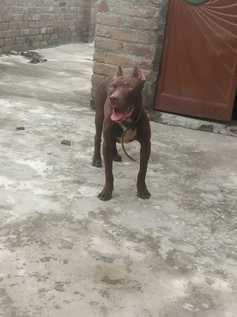 no title this home dog — photo 3