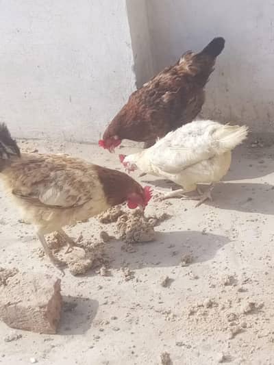 desi hens and lay eggs