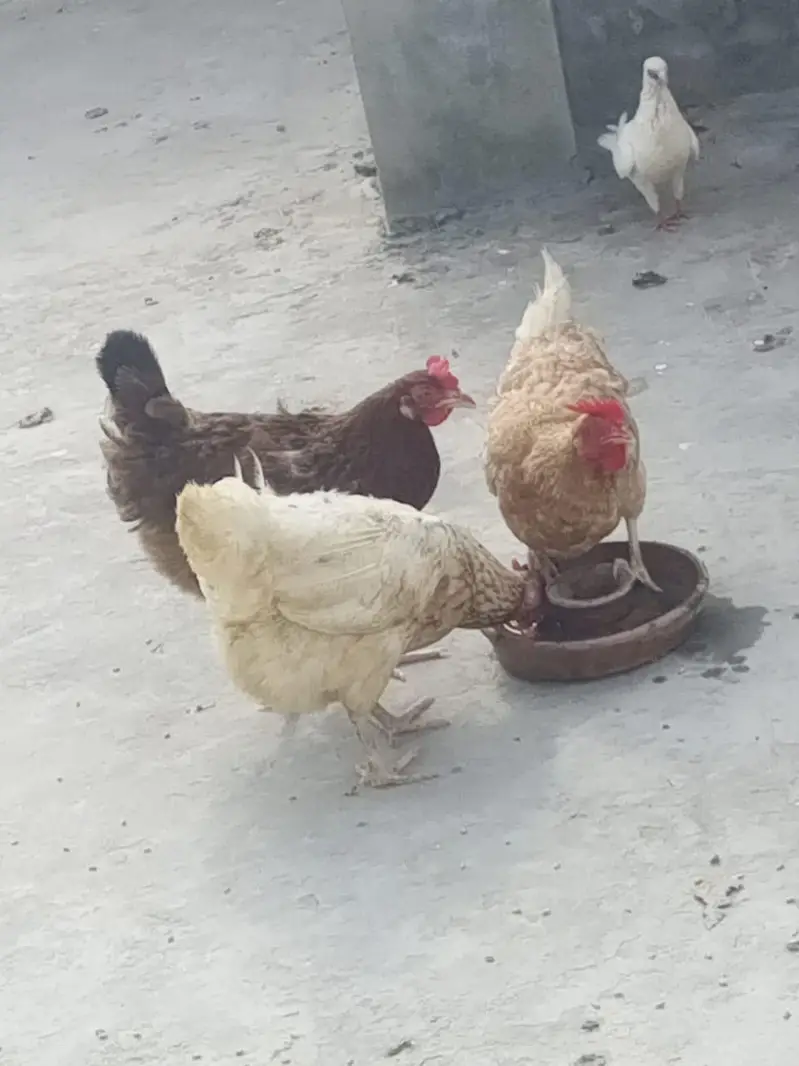 desi hens and lay eggs — photo 2