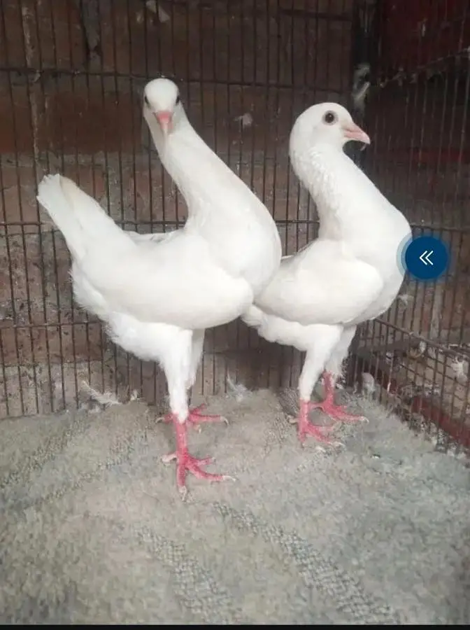 english carrier/ Maltese/shrazi ‎english carrier breeders pairsenglish — photo 2