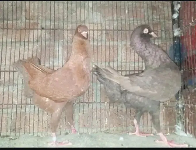english carrier/ Maltese/shrazi ‎english carrier breeders pairsenglish — photo 3