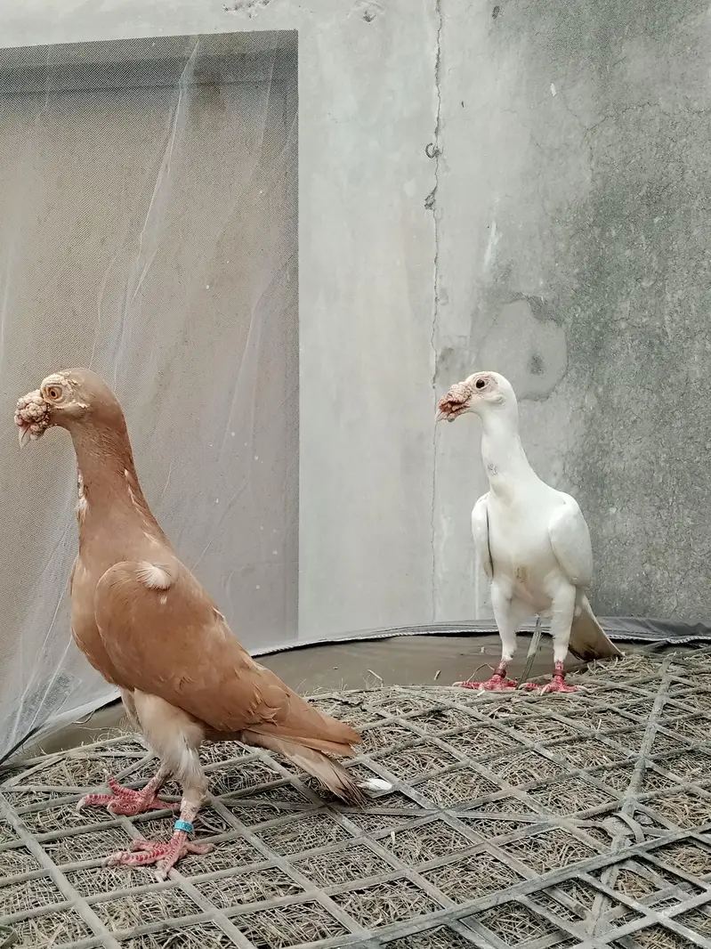 english carrier/ Maltese/shrazi ‎english carrier breeders pairsenglish — photo 4
