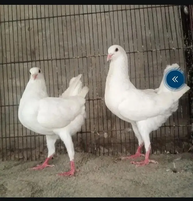 english carrier/ Maltese/shrazi ‎english carrier breeders pairsenglish — photo 5