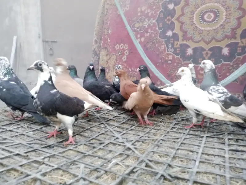 english carrier/ Maltese/shrazi ‎english carrier breeders pairsenglish — photo 7