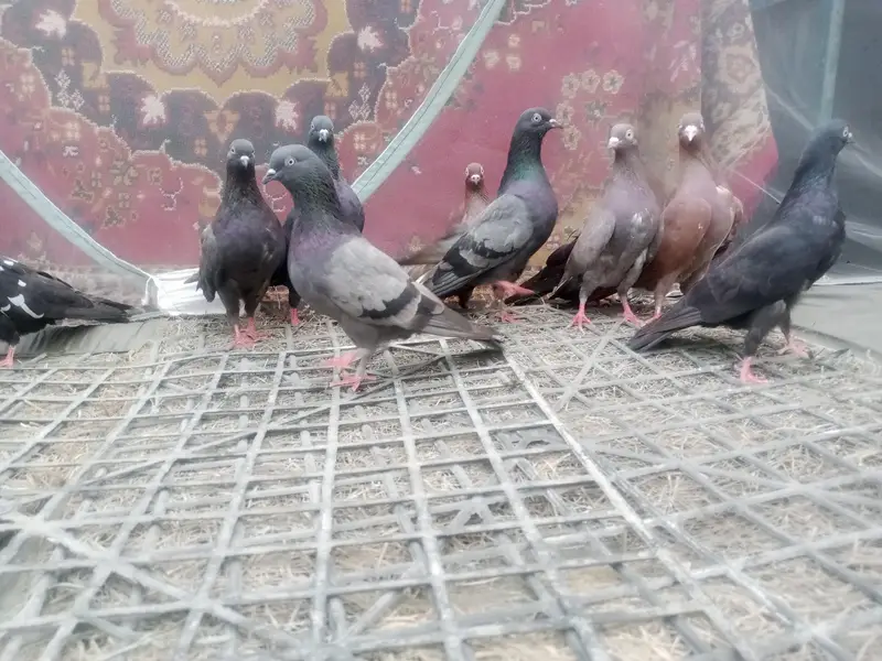 english carrier/ Maltese/shrazi ‎english carrier breeders pairsenglish — photo 8