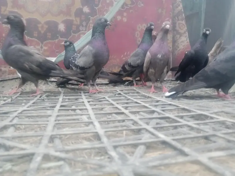 english carrier/ Maltese/shrazi ‎english carrier breeders pairsenglish — photo 9