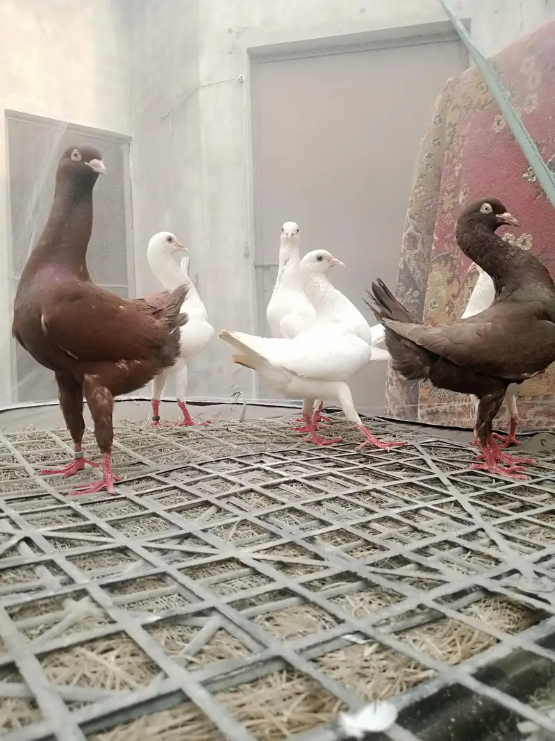 english carrier/ Maltese/shrazi ‎english carrier breeders pairsenglish — photo 10