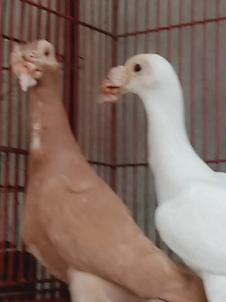 english carrier/ Maltese/shrazi ‎english carrier breeders pairsenglish — photo 11