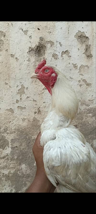 PREMIUM QUALITY RAZA