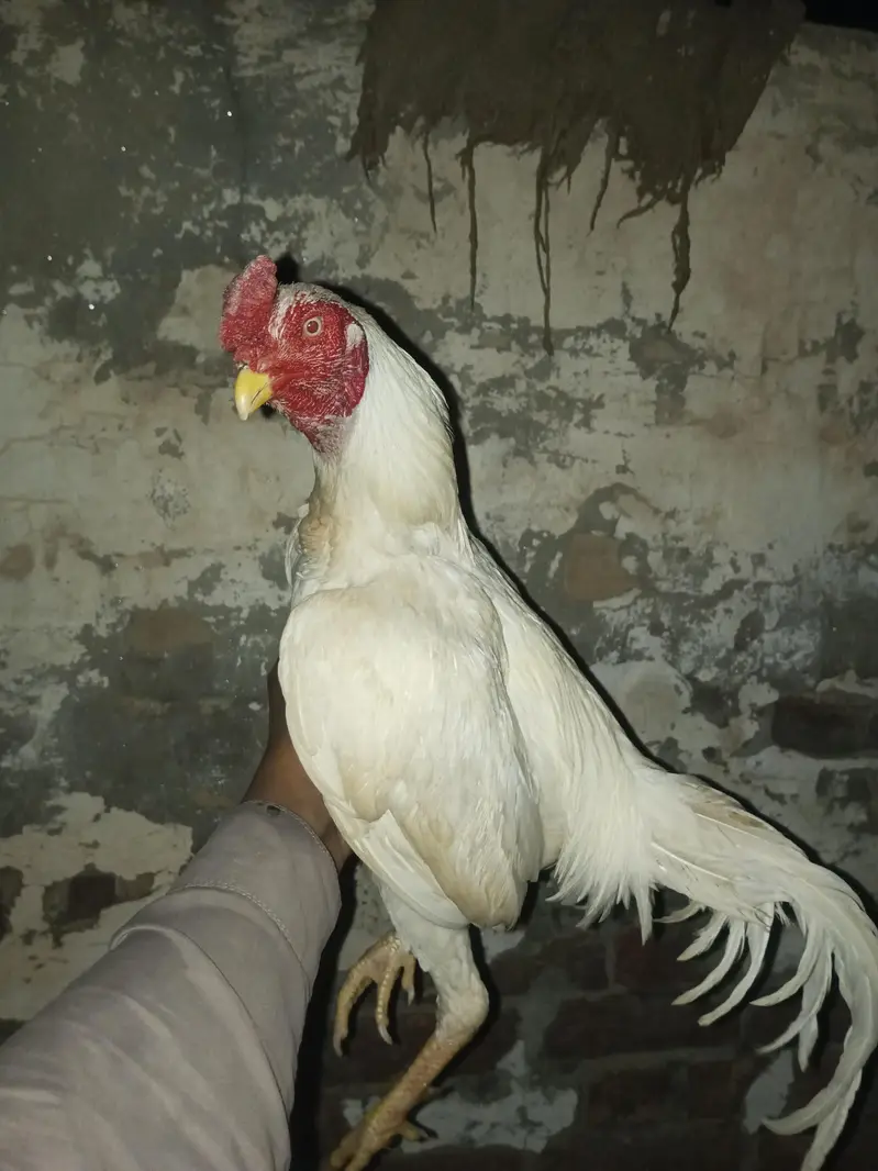 PREMIUM QUALITY RAZA — photo 2