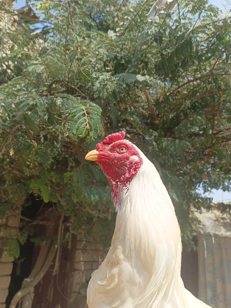 PREMIUM QUALITY RAZA — photo 3