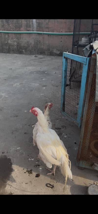 Aseel/Heera/Hens/Murgha/