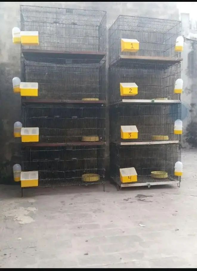 english carrier/ Maltese/shrazi ‎english carrier breeders pairsenglish — photo 12