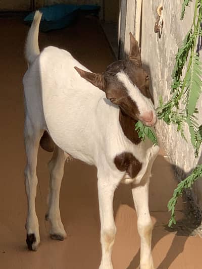 Kodu/male/ablak
