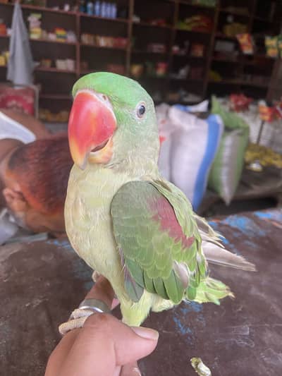 urgent for sale
