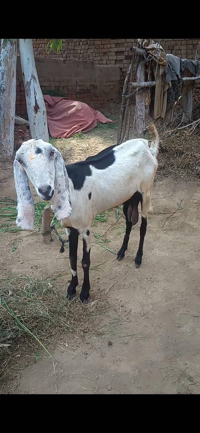 Desi dogli bakri for sale