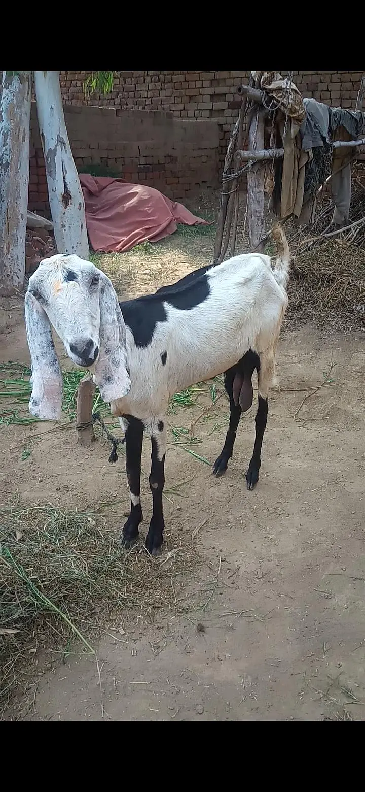 Desi dogli bakri for sale