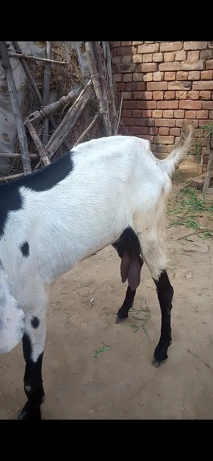 Desi dogli bakri for sale — photo 2