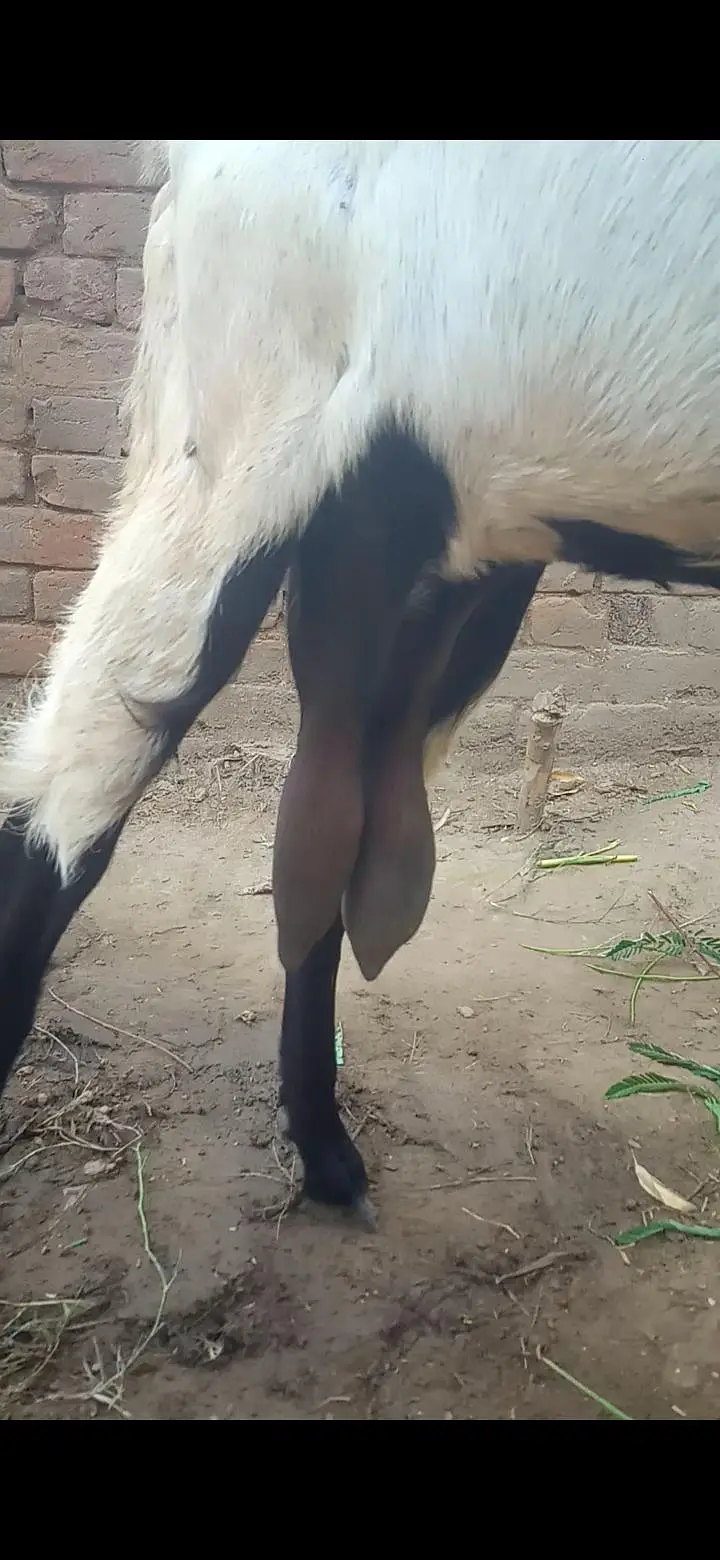 Desi dogli bakri for sale — photo 3