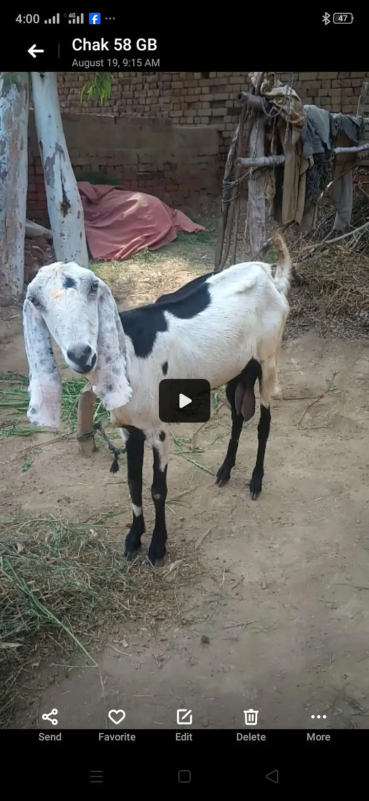 Desi dogli bakri for sale — photo 4