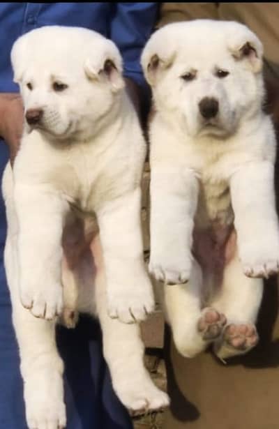 King Alabai Puppies | Alabai dog | Security dog | Alabai Pair