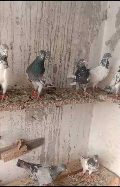 High Flyer Birds