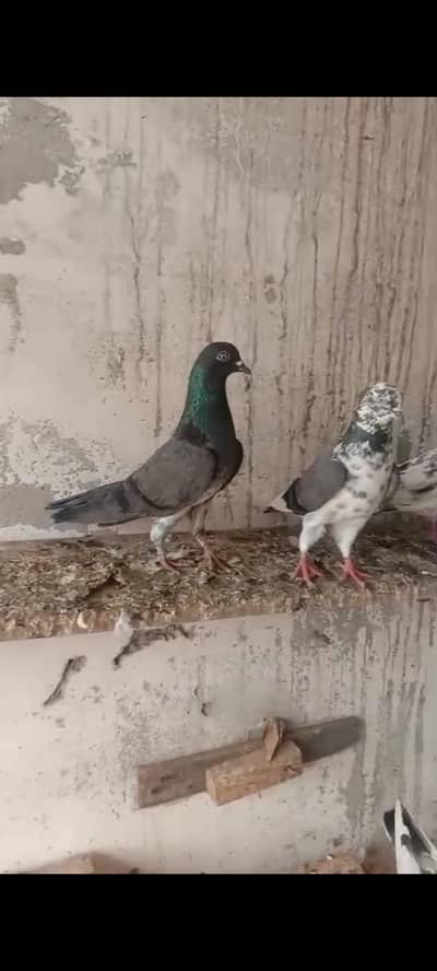 High Flyer Birds