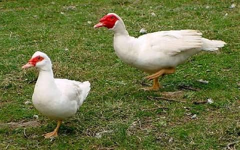 White Muscovy 6 ducks 2Male and 4 females