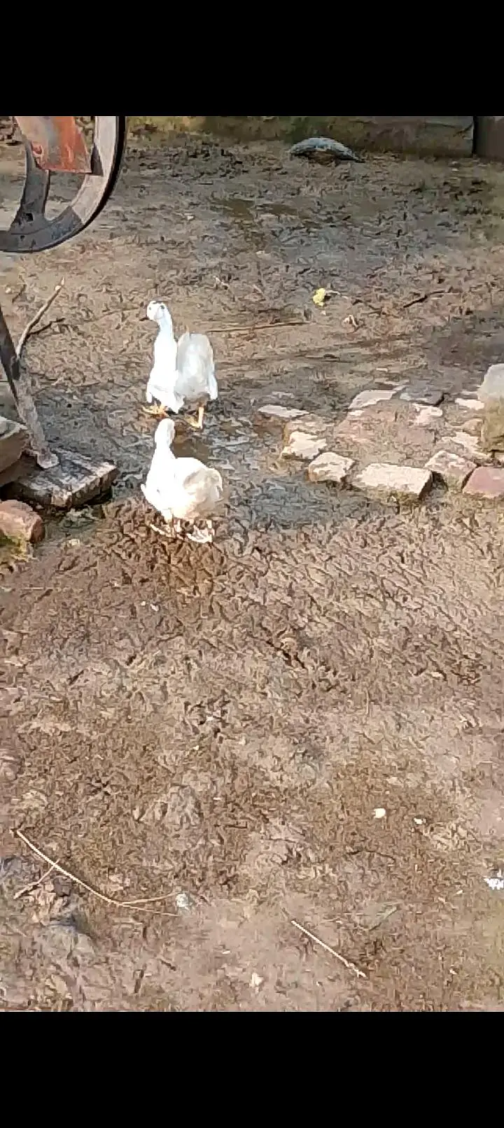 White Muscovy 6 ducks 2Male and 4 females — photo 2