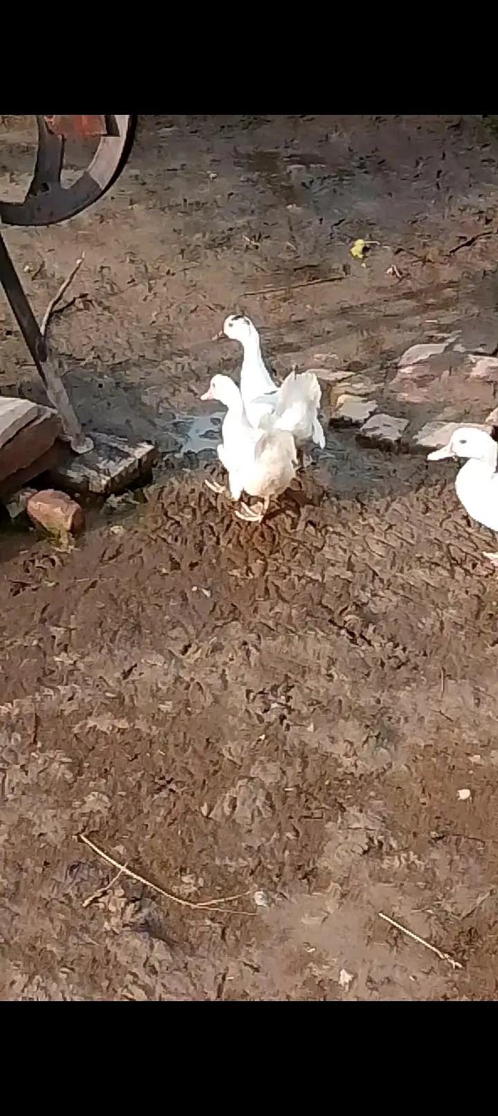 White Muscovy 6 ducks 2Male and 4 females — photo 3