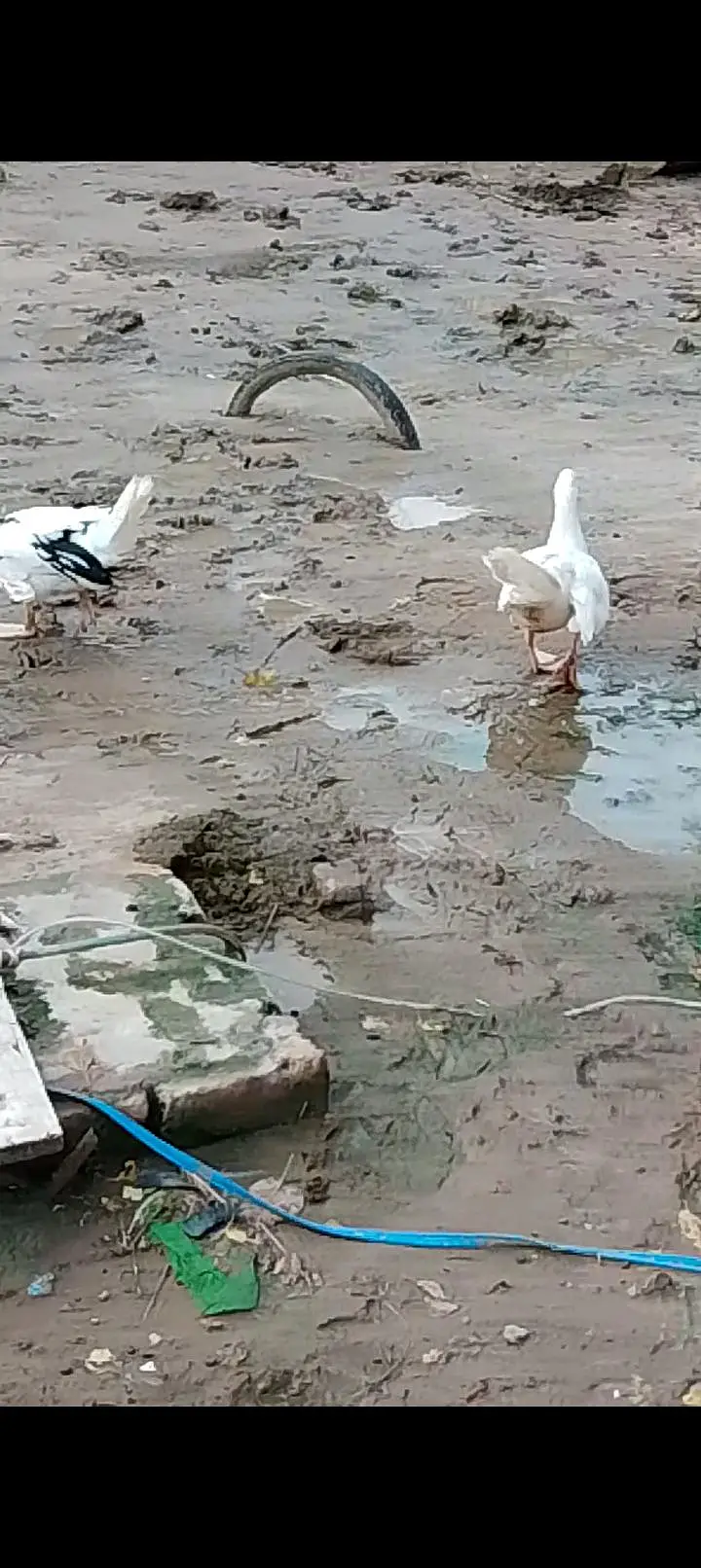 White Muscovy 6 ducks 2Male and 4 females — photo 4