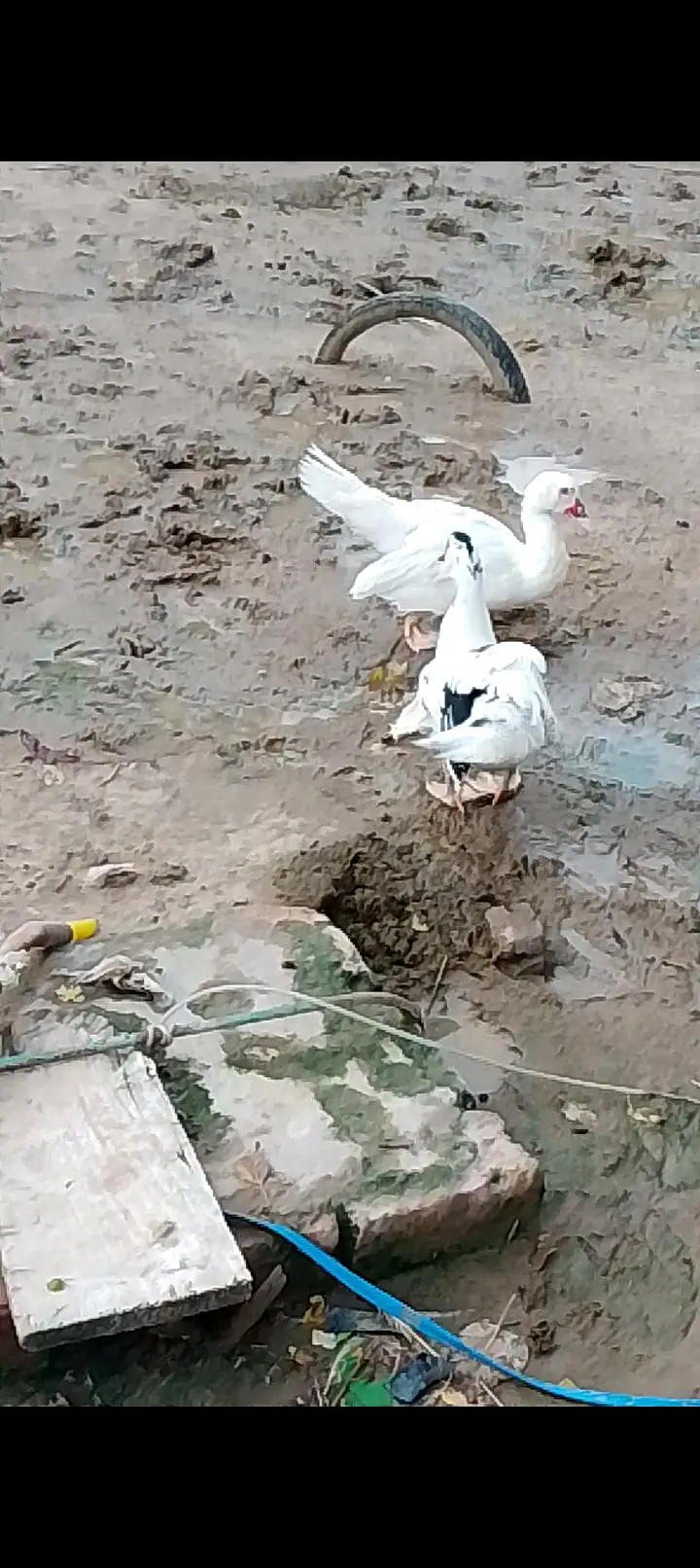 White Muscovy 6 ducks 2Male and 4 females — photo 6