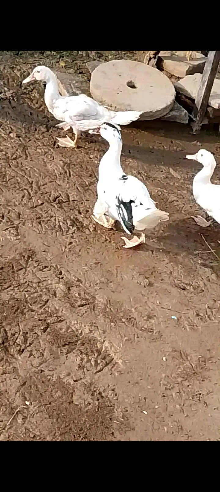 White Muscovy 6 ducks 2Male and 4 females — photo 7