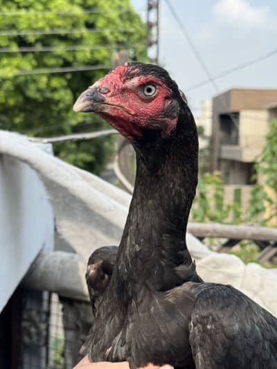 Japanese Shamo Madi Egg Laying