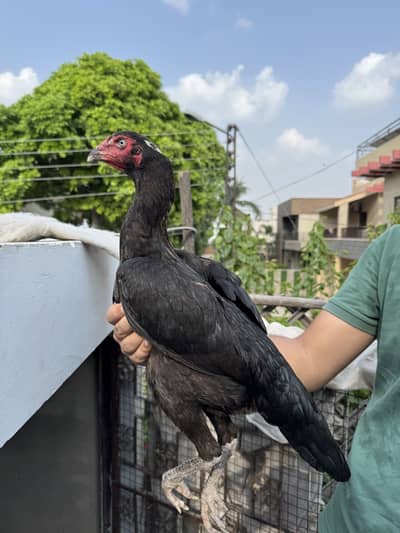 Japanese Shamo Madi Egg Laying