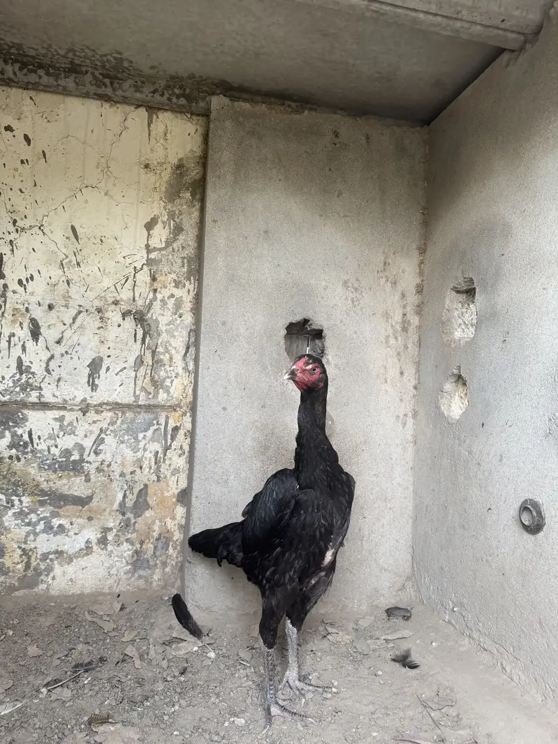 Japanese Shamo Madi Egg Laying — photo 4