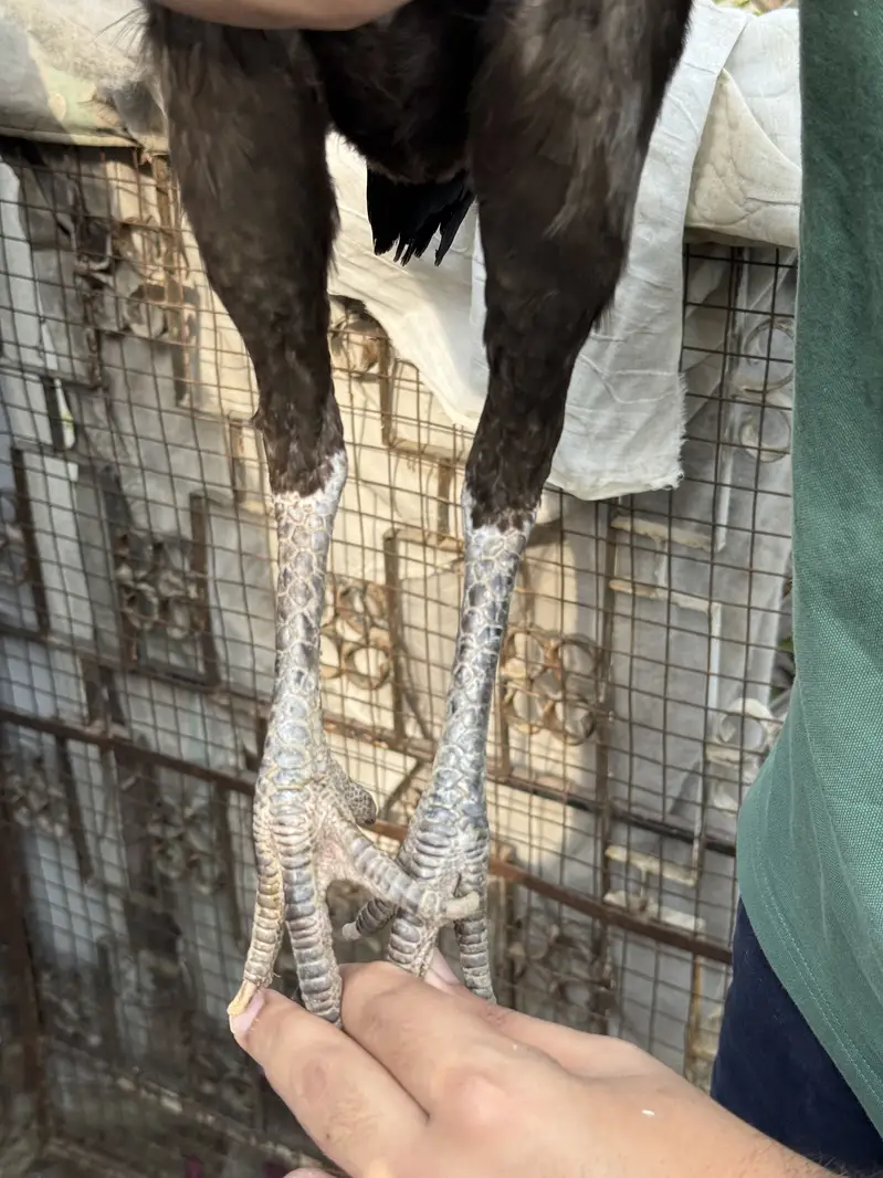 Japanese Shamo Madi Egg Laying — photo 5