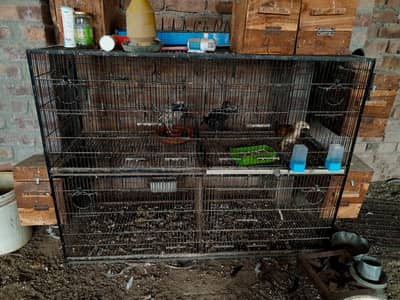 Birds Cage