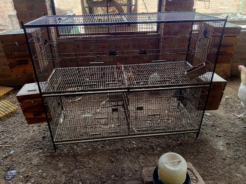 Birds Cage — photo 2