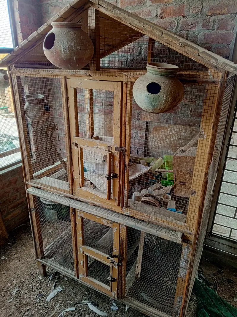 Birds Cage — photo 3