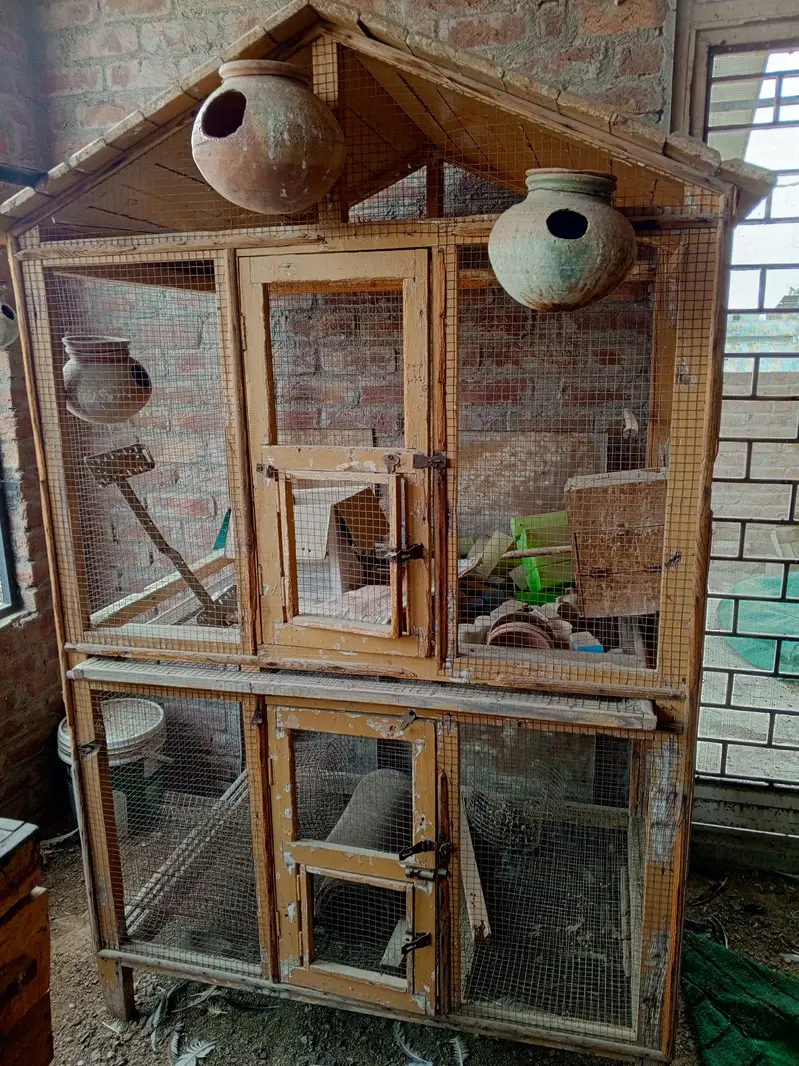 Birds Cage — photo 4