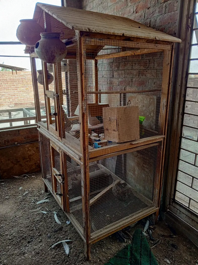 Birds Cage — photo 5