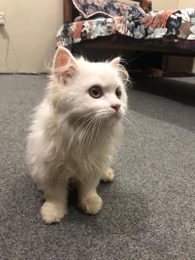Persian cat  3135443836