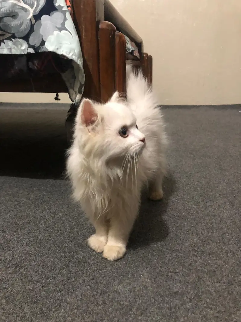 Persian cat  3135443836 — photo 2