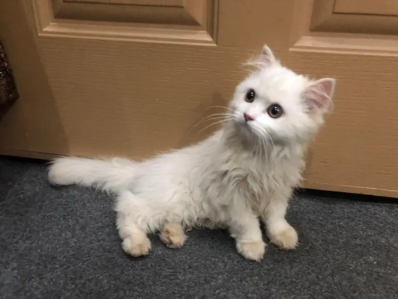 Persian cat  3135443836 — photo 3