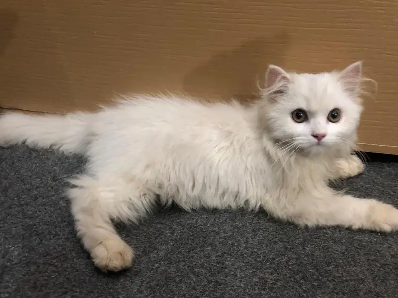 Persian cat  3135443836 — photo 4
